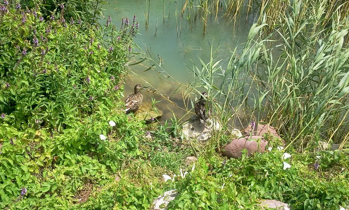 Aparcamiento en Balatonboglár 2026: zonas y lugares de interés